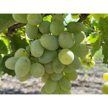 Sazenice Réva vinná 'Aivengo' Balení: prostokořenná sazenice