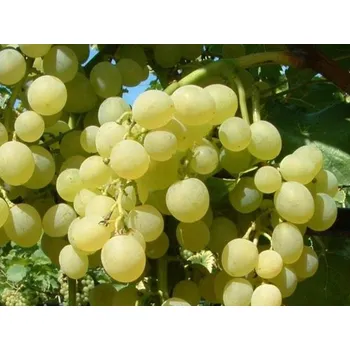 Sazenice Réva vinná 'Suzi' Balení: prostokořenná sazenice