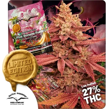 Pěstitelství Dutch Passion - Pink Banana Runtz Limited Edition 5 ks