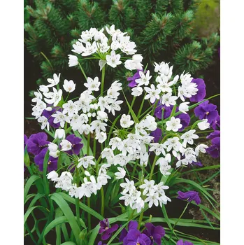 Semeno Česnek neapolský 'Neapolitanum' 10 ks