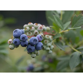 Sazenice Kanadská borůvka 'Elizabeth' Balení: kontejner p9