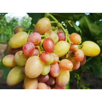 Sazenice Réva vinná 'Asja' Balení: prostokořenná sazenice