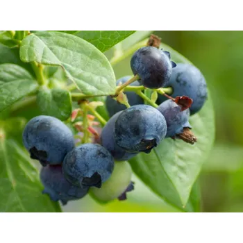 Sazenice Kanadská borůvka 'Early Blue' Balení: kontejner p9