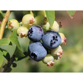 Sazenice Kanadská borůvka 'Denise Blue' Balení: kontejner p9