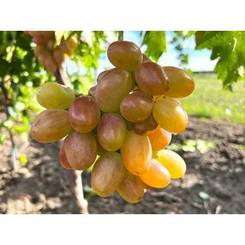 Sazenice Réva vinná 'Výročí Novočerkaska' Balení: prostokořenná sazenice