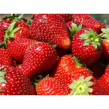 Sazenice Jahodník 'Vima Rina' - stáleplodící Balení: frigo sadba A, balení 12 ks