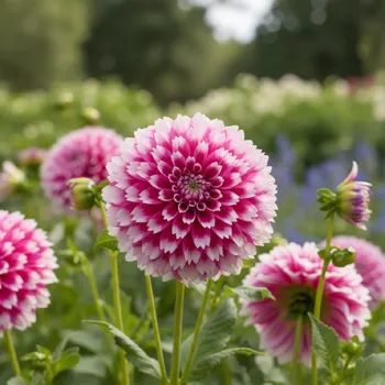 Semeno Jiřina 'Fuzzy Wuzzy' 1 ks