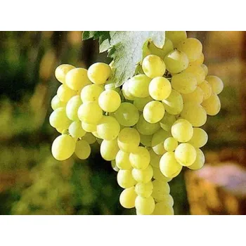 Sazenice Réva vinná 'Matilde' Balení: prostokořenná sazenice