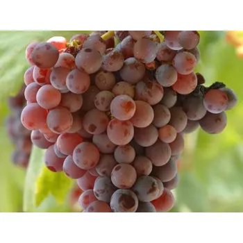 Sazenice Réva vinná 'Vanessa' Balení: prostokořenná sazenice