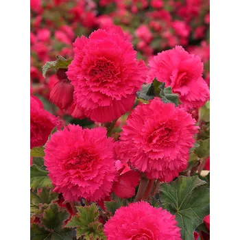 Semeno Begónie třepenitá 'Fimbriata pink' 2 ks