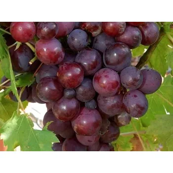 Sazenice Réva vinná 'Cardinal' Balení: prostokořenná sazenice