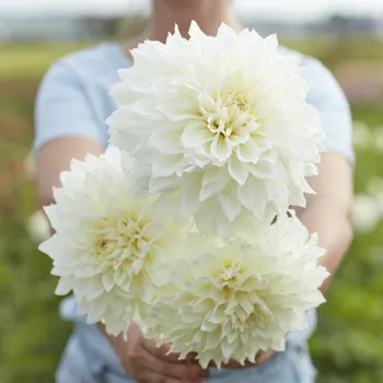 Semeno Jiřina 'Fleurel' 1 ks