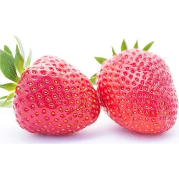 Semeno Jahodník 'San Andreas' - stáleplodící Balení: frigo sadba A, balení 12 ks