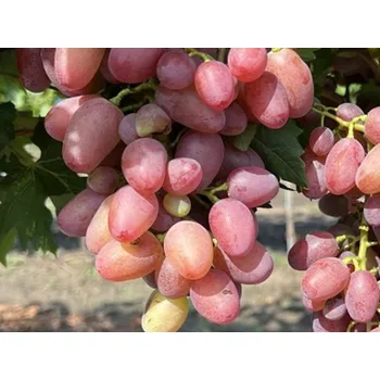 Sazenice Réva vinná 'Kišmiš Veles' Balení: prostokořenná sazenice