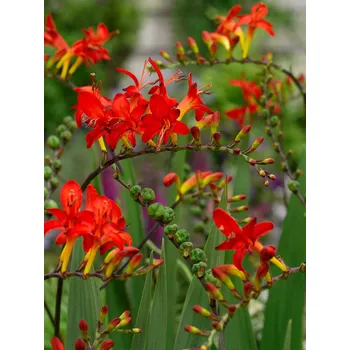 Semeno Montbrécie 'Lucifer' 5 ks