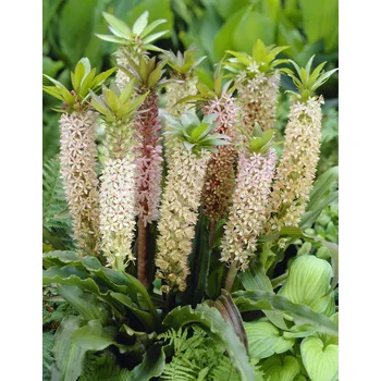 Semeno Chocholatice 'Comosa' 1 ks