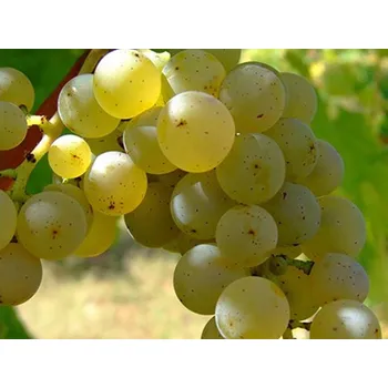 Sazenice Réva vinná 'Regina Inzolia' Balení: prostokořenná sazenice