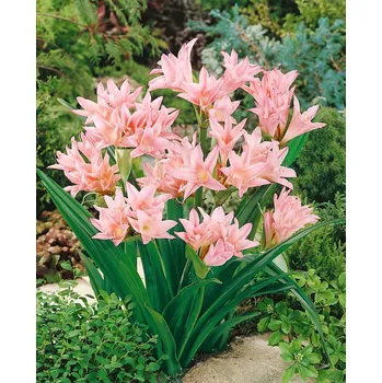 Semeno Amacrinum 'Howardii' 1 ks