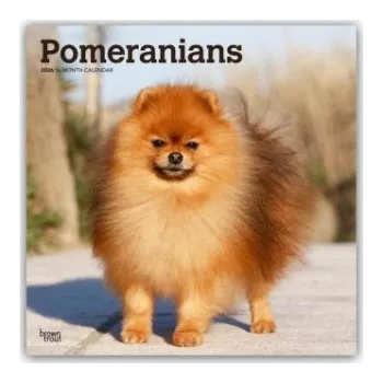 Diář Pomeranians - Spitz 2026 - 16-Monatskalender (EN)