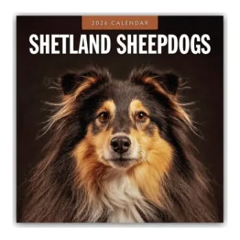 Diář Shetland Sheepdogs - Sheltie 2026 - 16-Monatskalender (EN)