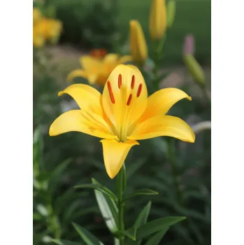 Semeno Lilie 'Yellow Country' 1 ks