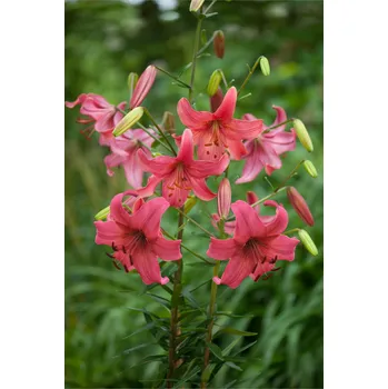 Semeno Lilie 'Pink Flight' 1 ks