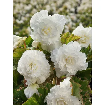 Semeno Begónie třepenitá 'Fimbriata white' 2 ks