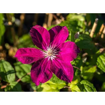 Sazenice Plamének 'Kardynal Wyszynski' Balení: kontejner C2