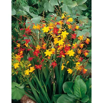 Semeno Mix nízkých montbrécií 30 ks