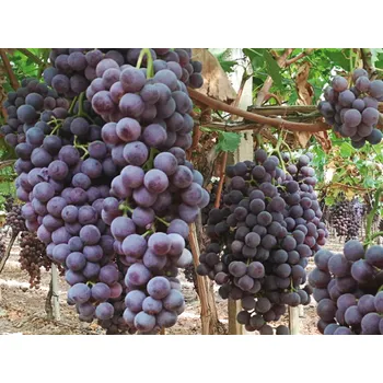 Sazenice Réva vinná 'Apulia' Balení: prostokořenná sazenice