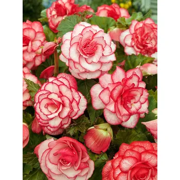 Semeno Begónie 'Picotee white-red' 2 ks