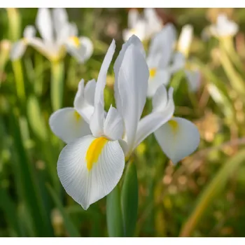 Semeno Kosatec 'White Excelsior' 10 ks