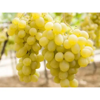 Sazenice Réva vinná 'Regina' Balení: prostokořenná sazenice