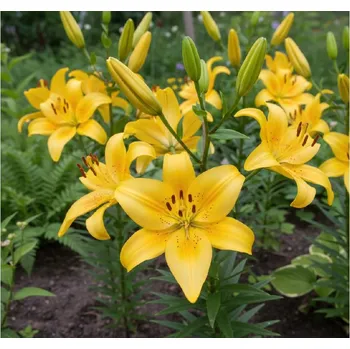 Semeno Lilie 'Pearl melanie' 1 ks