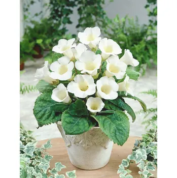Semeno Gloxinie 'Mont Blanc' 1 ks