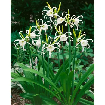 Semeno Ismene 'Festalis' 1 ks