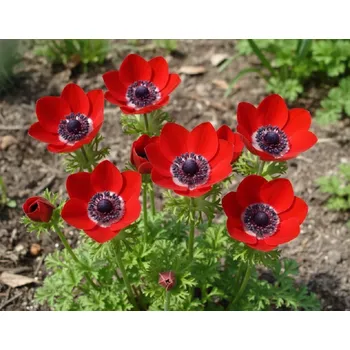 Semeno Sasanka věncová 'The Governor' 15 ks