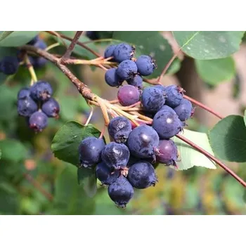 Sazenice Muchovník olšolistý 'Sleyt' Balení: kontejner p9