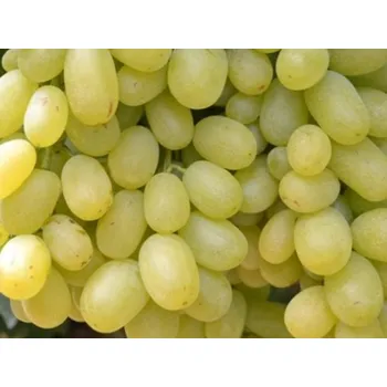 Sazenice Réva vinná 'Rusalka' Balení: prostokořenná sazenice