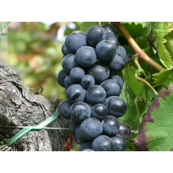 Sazenice Réva vinná 'Alphonse Lavallée' Balení: prostokořenná sazenice