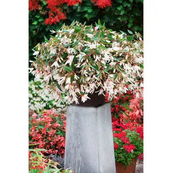 Semeno Begónie 'Bertinii Santa Barbara' 1 ks