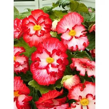 Semeno Begónie 'Marginata white-red' 2 ks