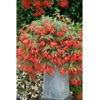 Semeno Begónie 'Bertinii Boliviensis' 1 ks