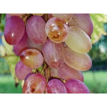 Sazenice Réva vinná 'Julian Rosé' Balení: prostokořenná sazenice