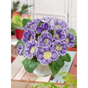 Semeno Gloxinie 'Tigrinya Blauw' 1 ks