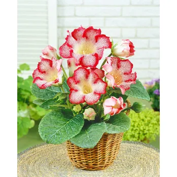 Semeno Gloxinie 'Tigrina Rood' 1 ks