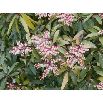 Sazenice Pieris japonský 'Browers Beauty' Balení: kontejner C2