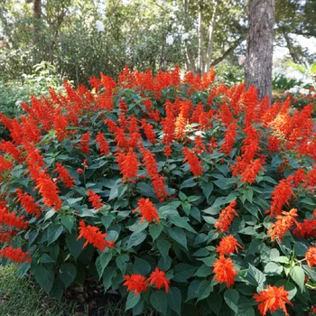 Semeno Montbrécie 'Red King' 5 ks