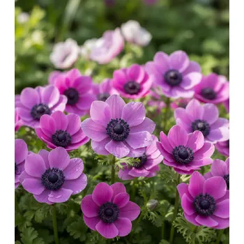 Semeno Sasanka věncová 'Sylphide' 15 ks