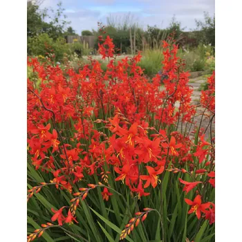 Semeno Montbrécie 'Babylon' 5 ks